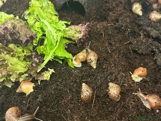 Snails invertebrates - Advert 5