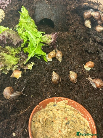 Snails invertebrates - Advert 3