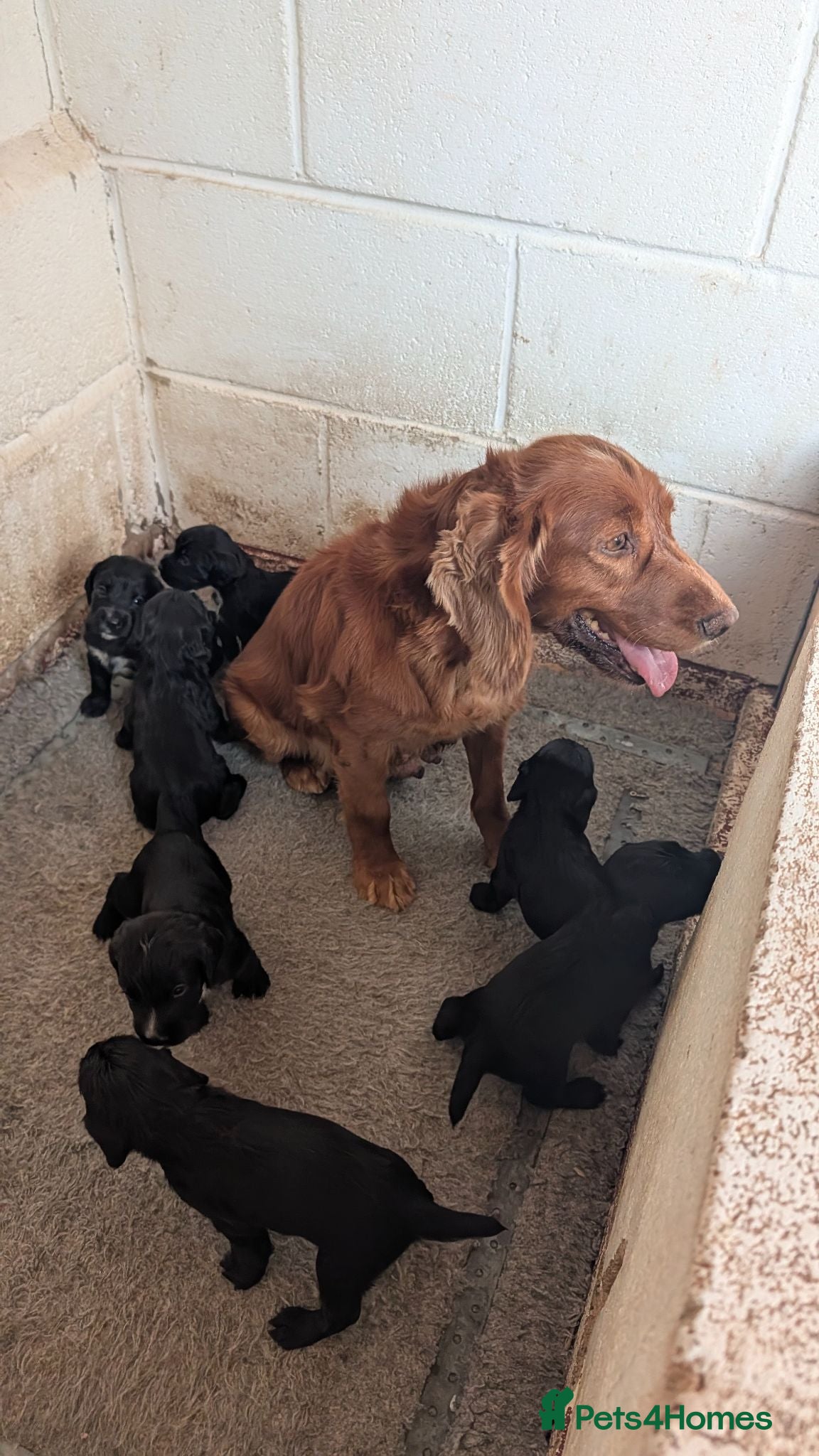 Cocker Spaniel dogs Beautiful black working cocker spaniels  - Advert 1
