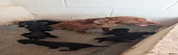Cocker Spaniel dogs for sale: Beautiful black working cocker spaniels  - Advert 2