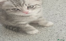 British Shorthair cats for sale: Lovely little British short haired kittens  - Image 3