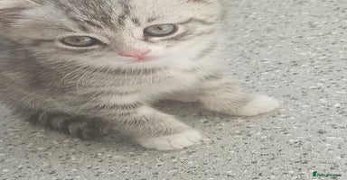 British Shorthair cats - Advert 3