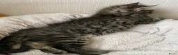 Maine Coon cats for sale: Three adorable Maine Coon Kittens For Sale  - Advert 26