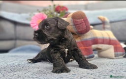 Miniature Schnauzer dogs for sale: Perfect Miniature Schnauzer Puppies, 1 boy, 1 girl - Image 7