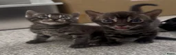 Bengal cats for sale: Exceptional silver girls & blue/ charcoal boys - Advert 4