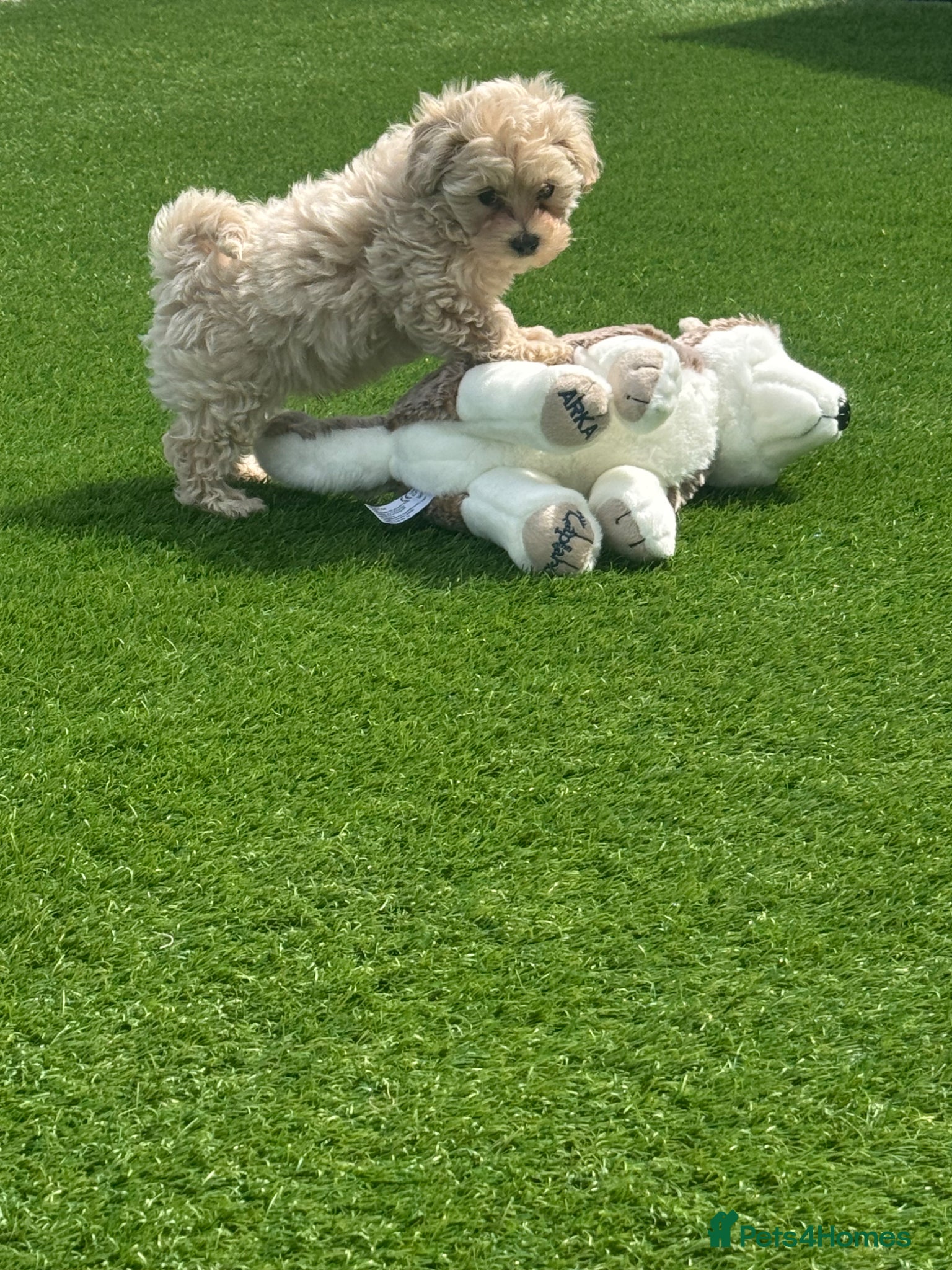 Maltipoo dogs Beautiful small Maltipoos (Asian poodle) f1 💙💙 - Advert 4