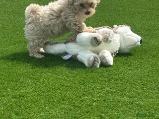 Maltipoo dogs Beautiful small Maltipoos (Asian poodle) f1 💙💙 - Advert 4