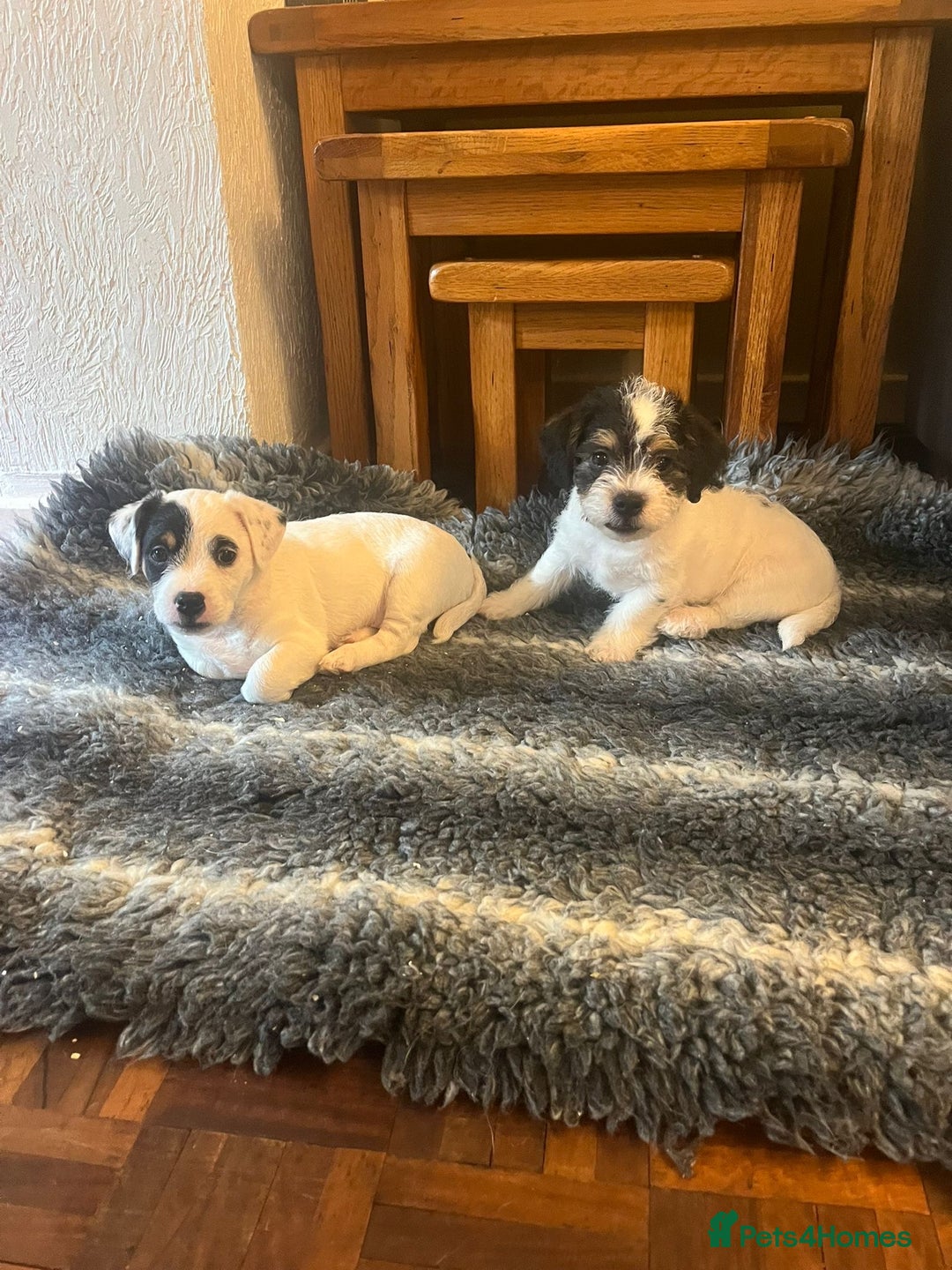 Jack Russell dogs for sale: Patchy 8 week old male broken coat terrier  - Advert 5