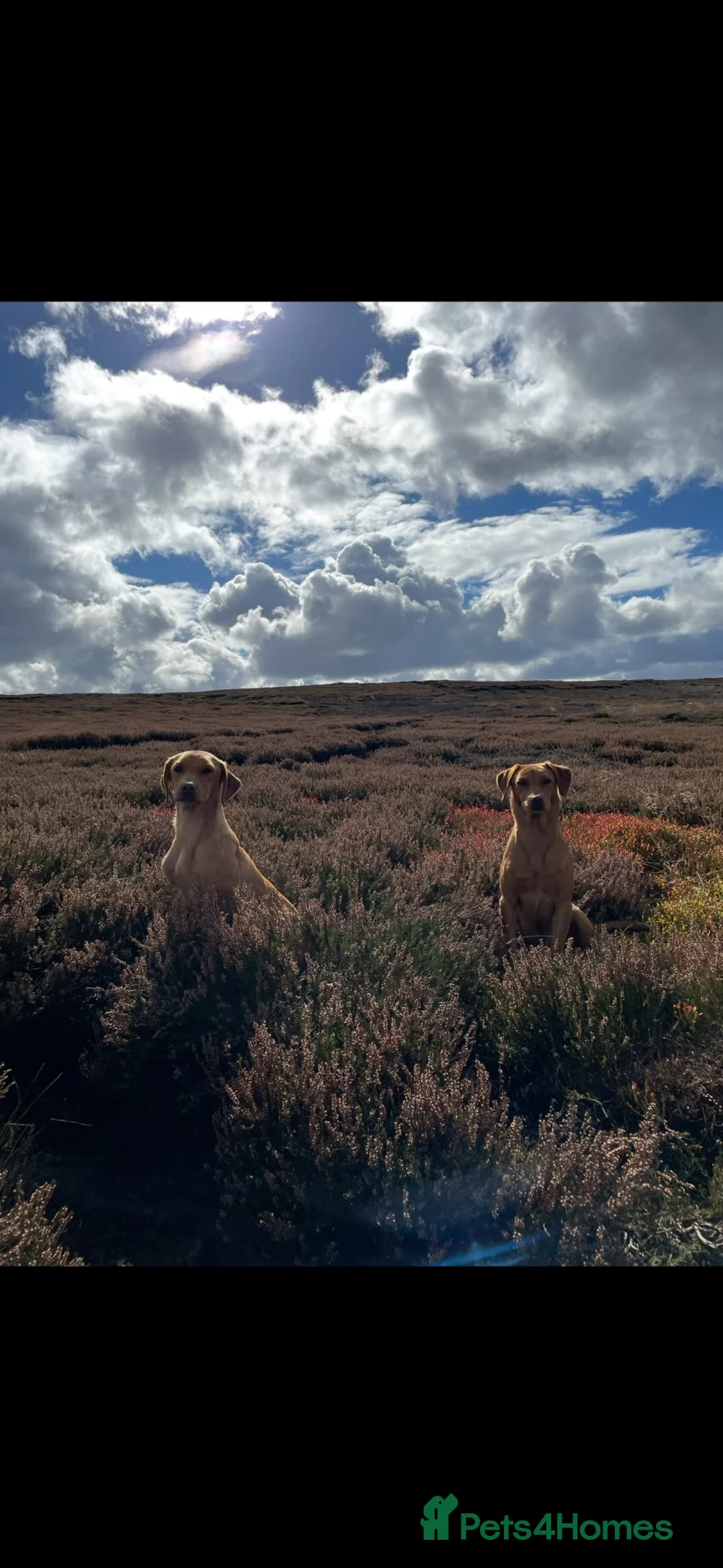 Labrador Retriever dogs for sale: Working line Labrador boys  - Advert 1