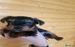 Yorkshire Terrier dogs for sale: Miss Bella and adorable boys - Image 7