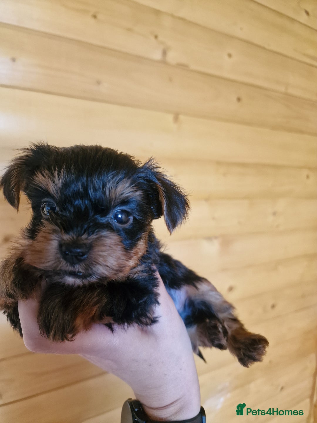 Yorkshire Terrier dogs for sale: Miss Bella and adorable boys - Image 7