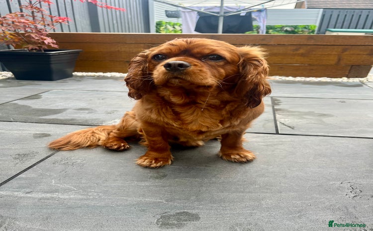 Cavalier King Charles Spaniel dogs - Advert 1