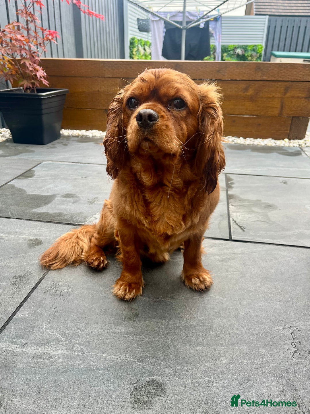Cavalier King Charles Spaniel dogs for sale: Fox Red King Charles for sale. (Charly). - Image 1