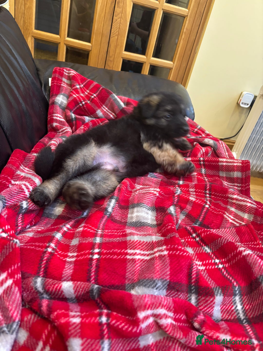 German Shepherd dogs for sale: Be my  **   - Advert 17