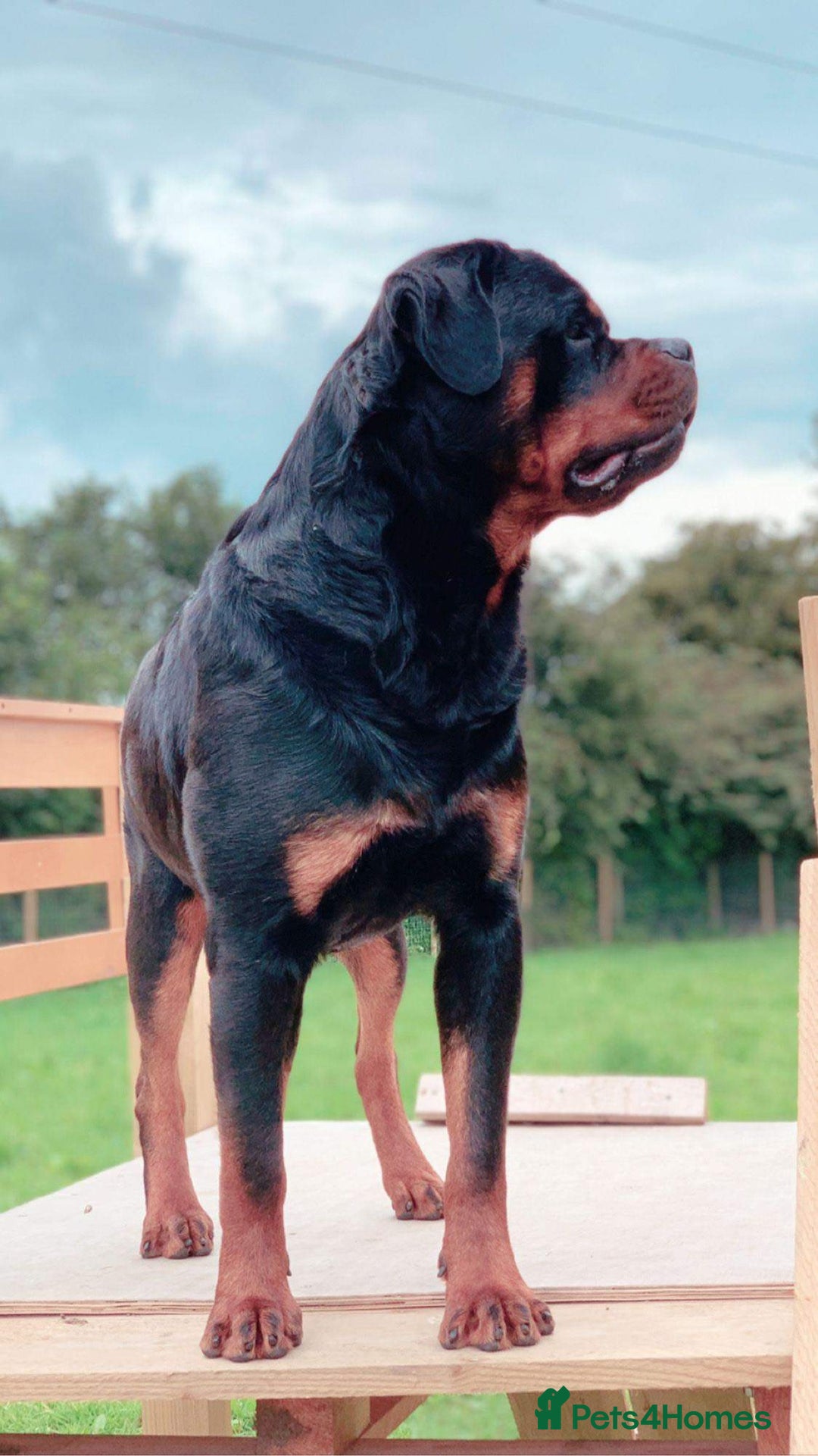 Rottweiler dogs for sale: 🐾 STUNNING ROTTWEILER PUPPIES FOR SALE! 🐾 - Image 11