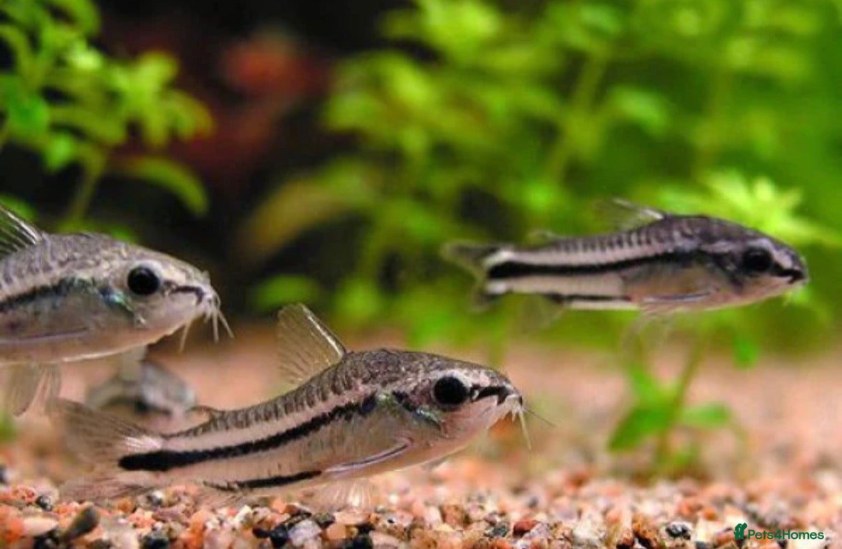 Corys fish Pigmy Cory Fry  - Advert 3