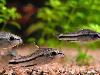 Corys fish Pigmy Cory Fry - Advert 9