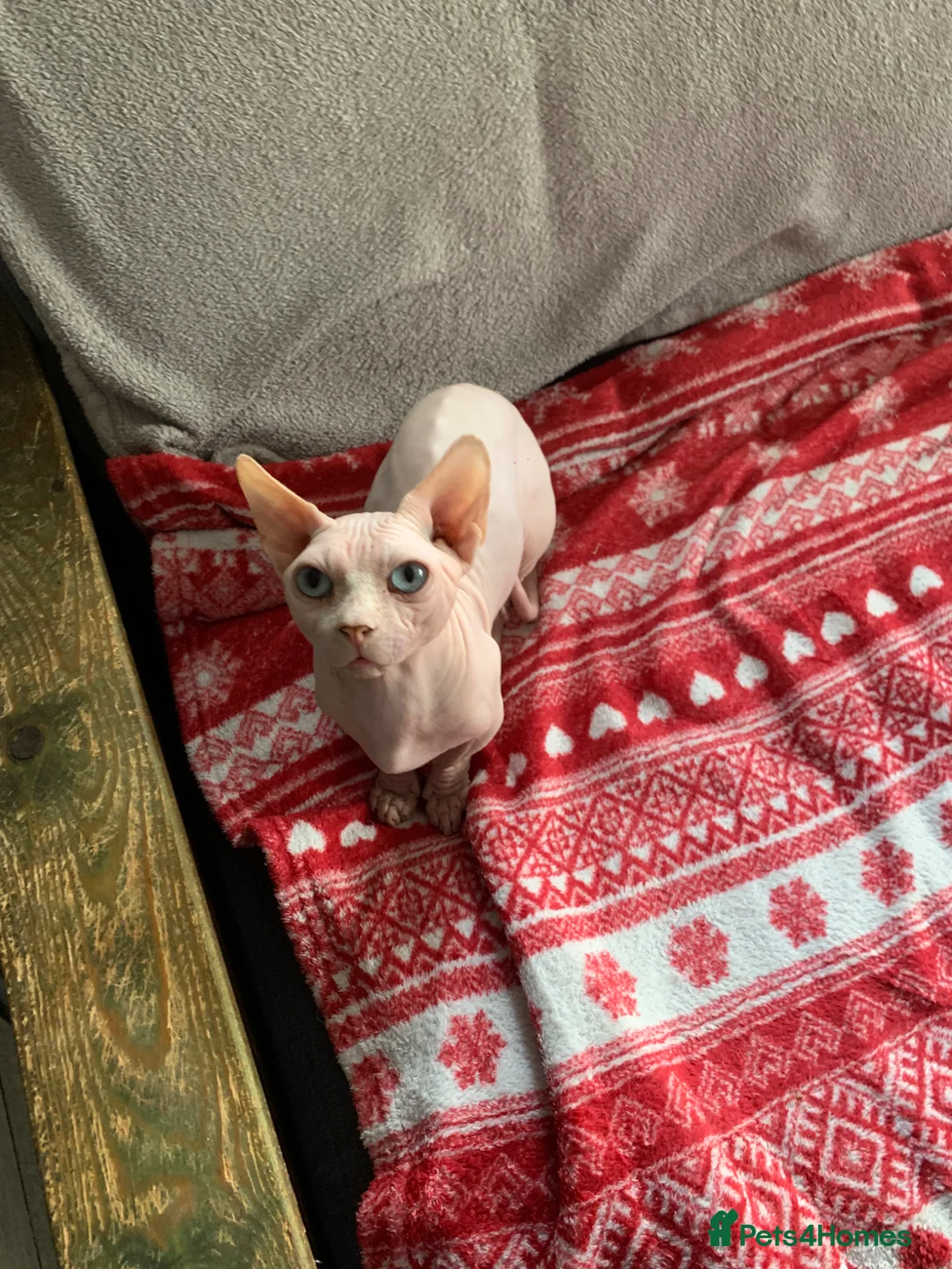 Sphynx cats for sale: 🌟 Stunning Bambino Male Available 🌟 - Advert 2