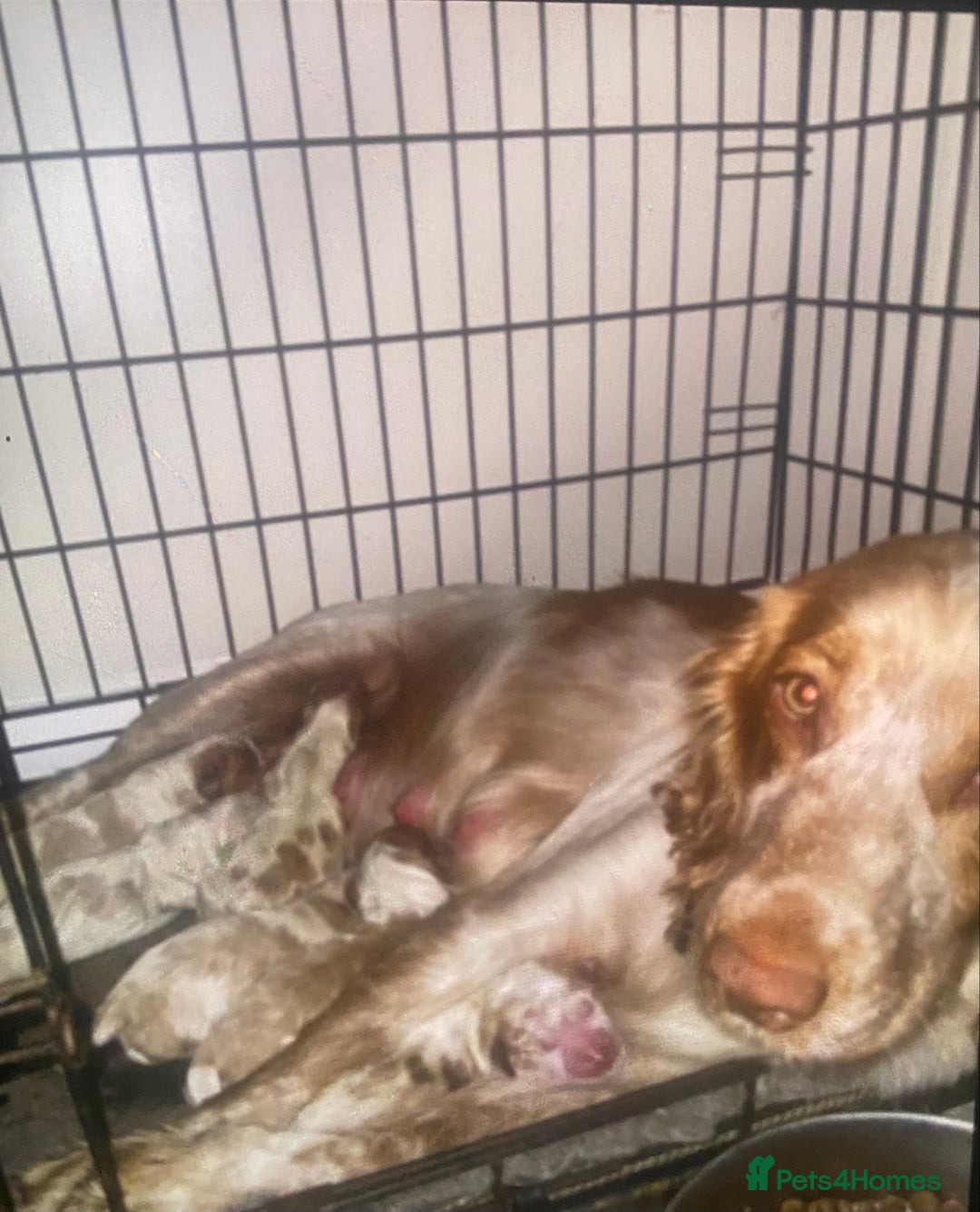 Cocker Spaniel dogs for sale: Cocker Spaniel Pups  - Advert 2