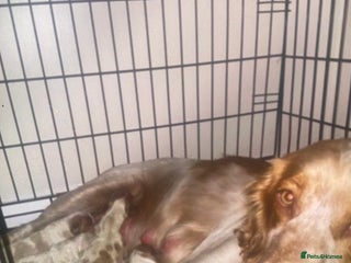 Cocker Spaniel dogs Cocker Spaniel Pups - Advert 1