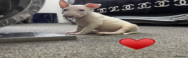 English Bull Terrier Puppy 1