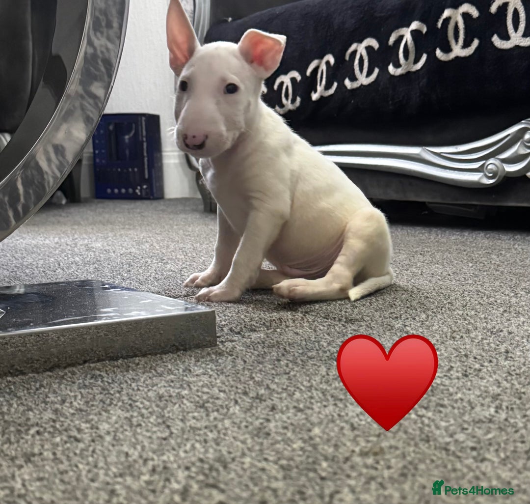 English Bull Terrier dogs for sale: 5 stunning English bull terrier boys  - Advert 17