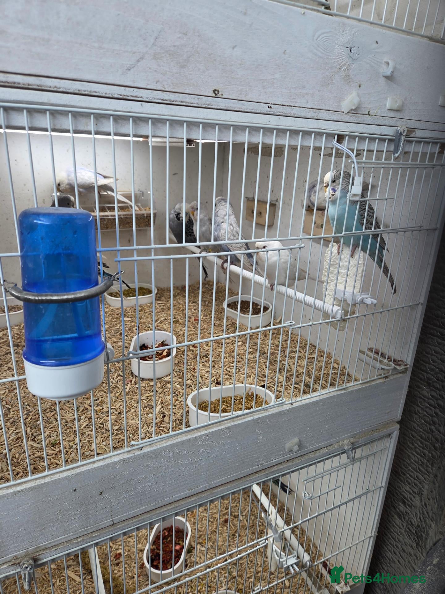 Budgerigars birds Budgies - Advert 1