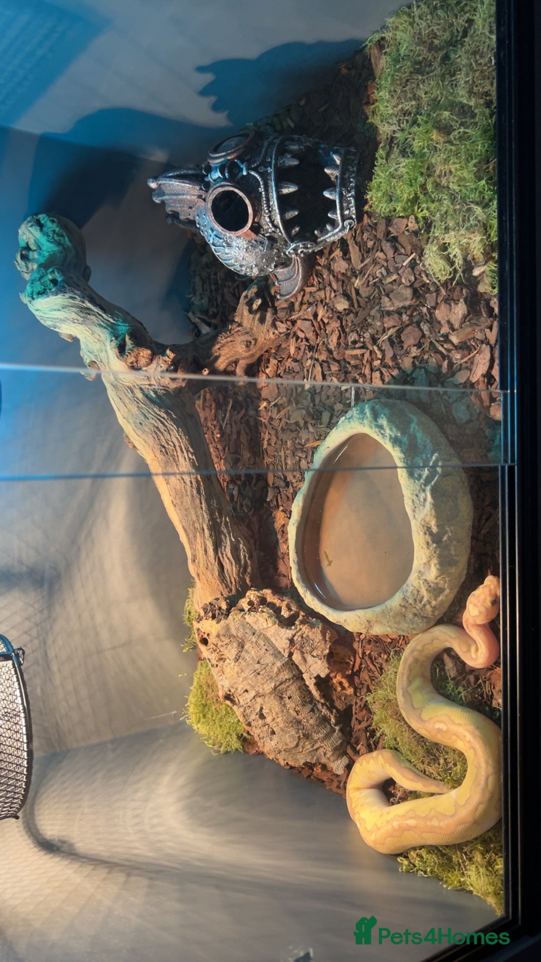 Python Snake reptiles for sale: Banana Lesser Clown Ball Python Full Setup - Image 2
