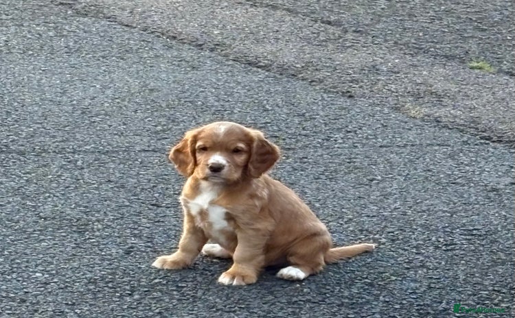 Cocker Spaniel dogs - Advert 2