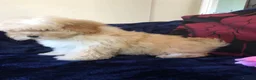 Maltipoo dogs for sale: Maltipoo puppies for sale  - Advert 26