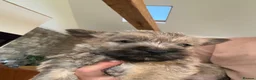 Cairn Terrier dogs for sale: Sweetest Little KC Reg Cairn Terrier Puppies.  - Advert 24