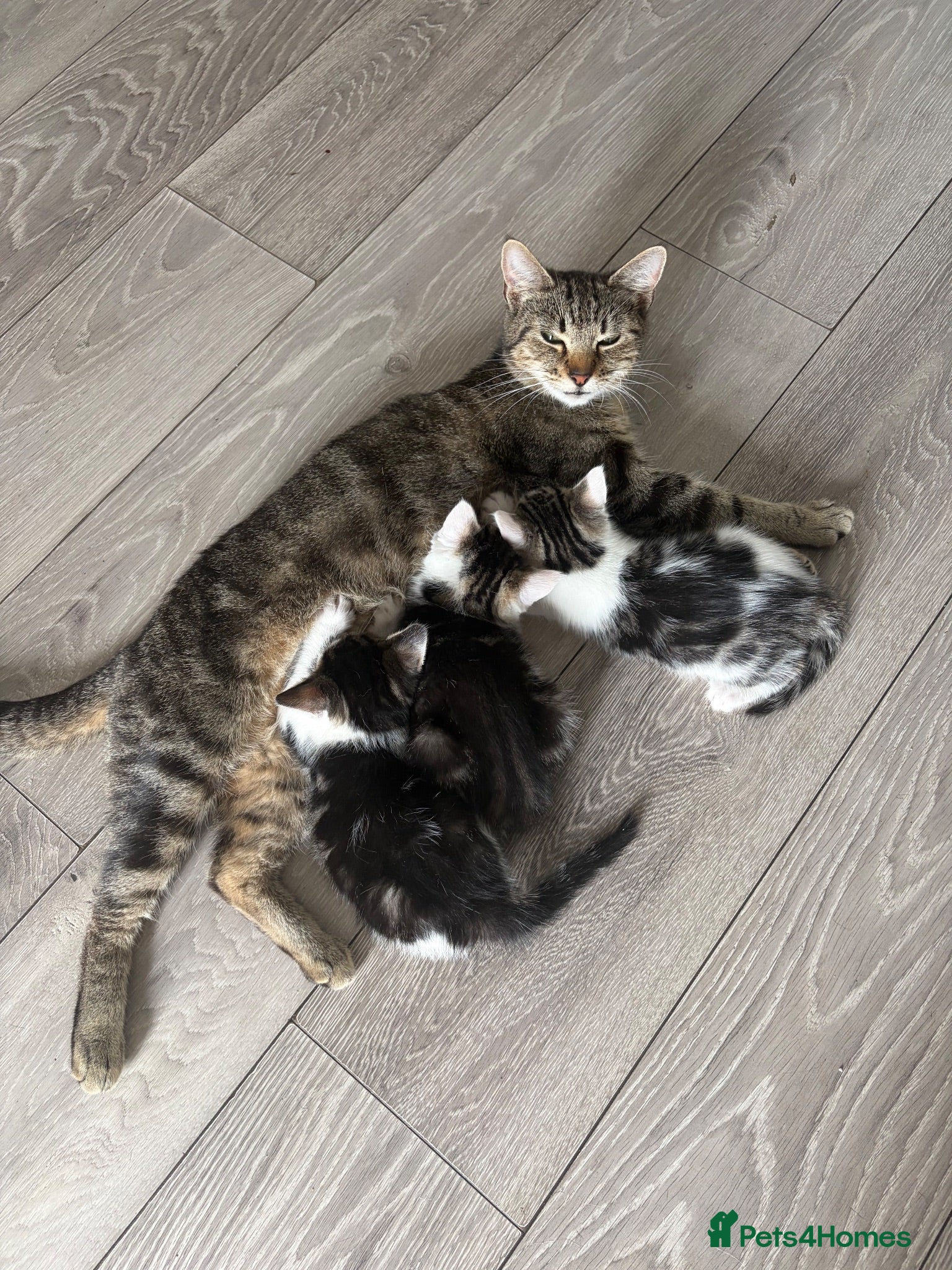 Mixed Breed cats Three Playful Kittens Looking for Loving Homes - Advert 1