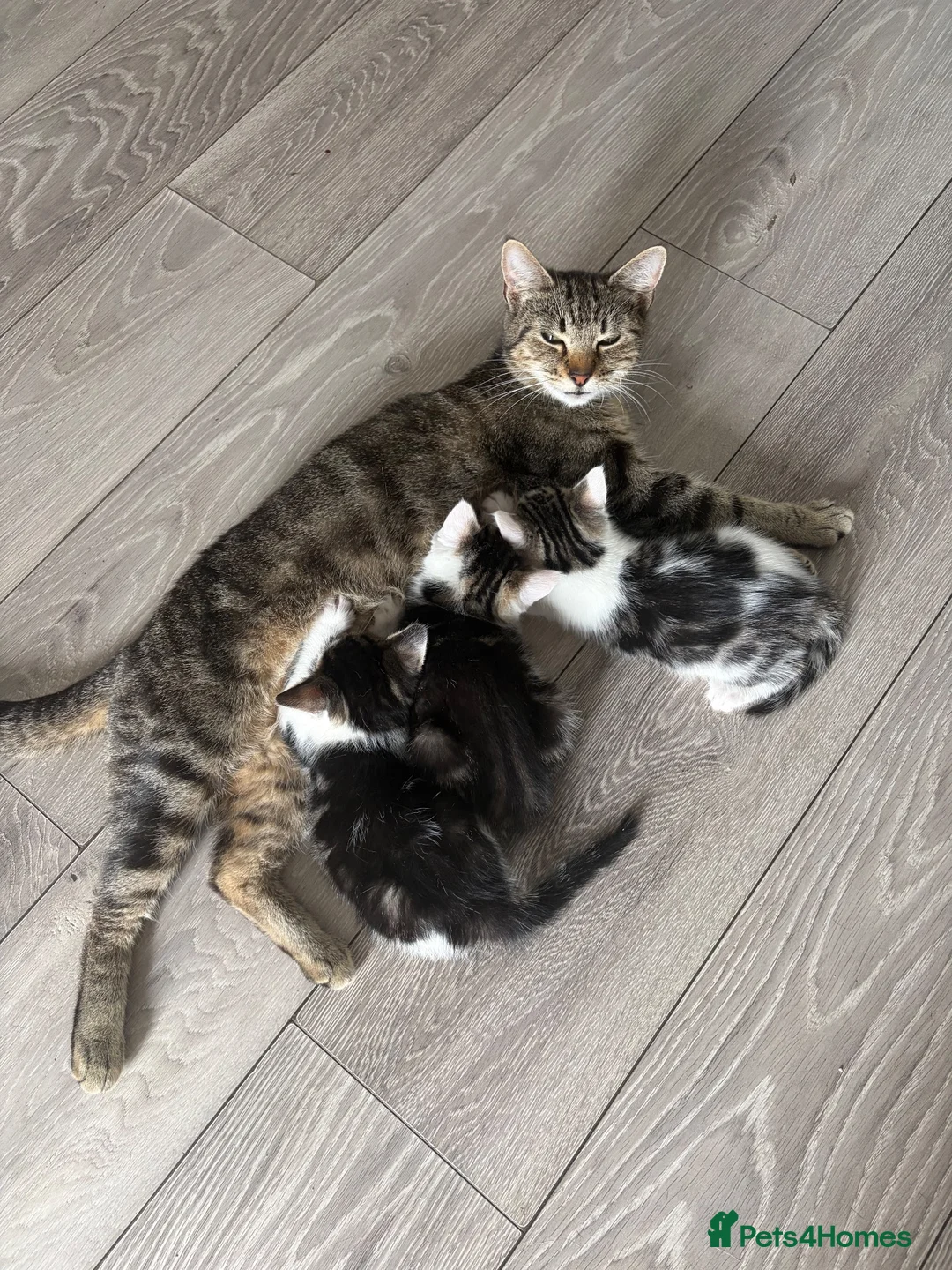 Mixed Breed cats for sale: Three Playful Kittens Looking for Loving Homes - Advert 1