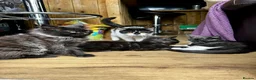 Maine Coon cats for sale: 2 Maine coon males  - Advert 3