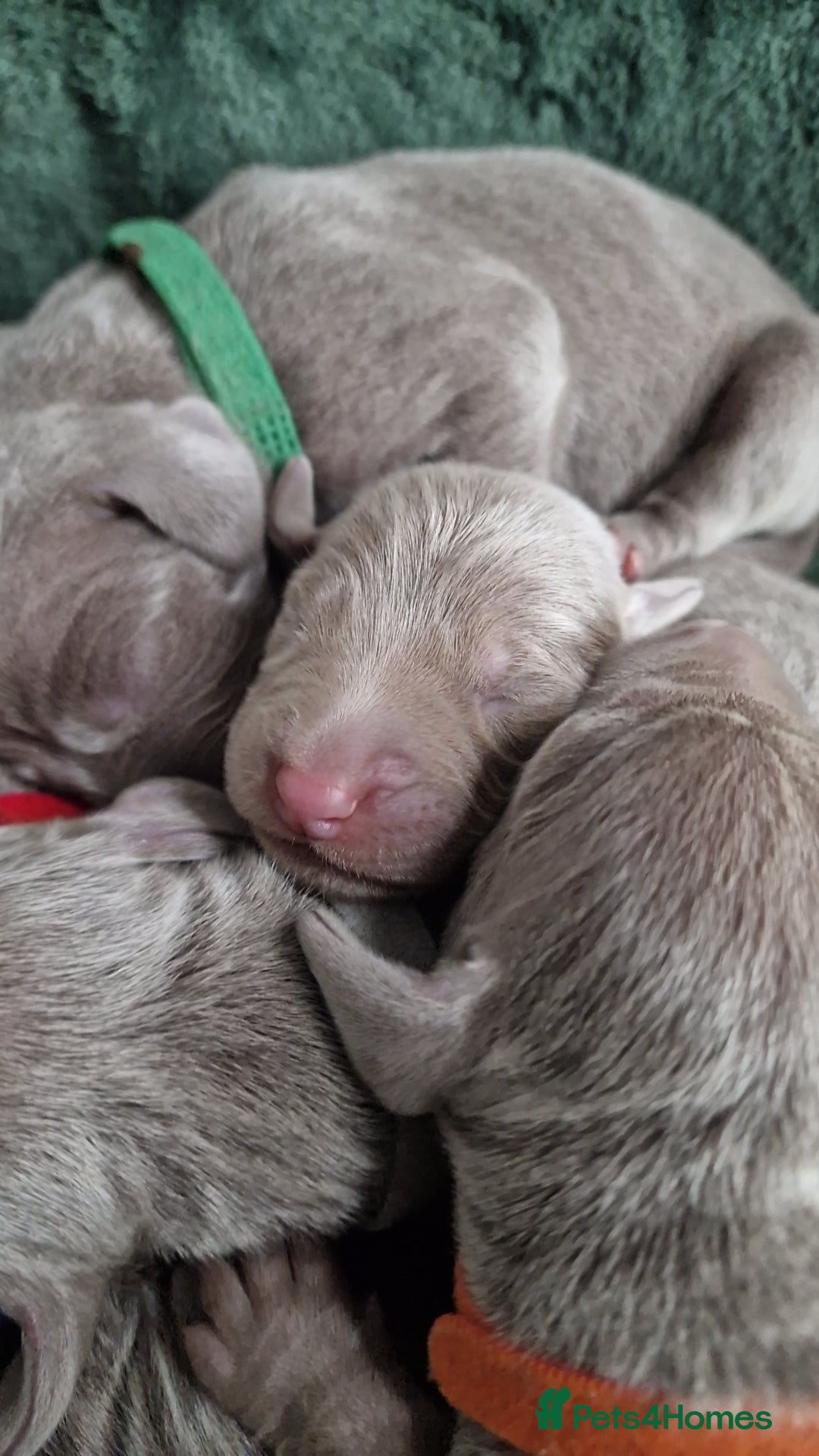 Weimaraner dogs for sale: Weimaraner Puppies Looking for Their Forver Home🐾 in Shrewsbury - Advert 12
