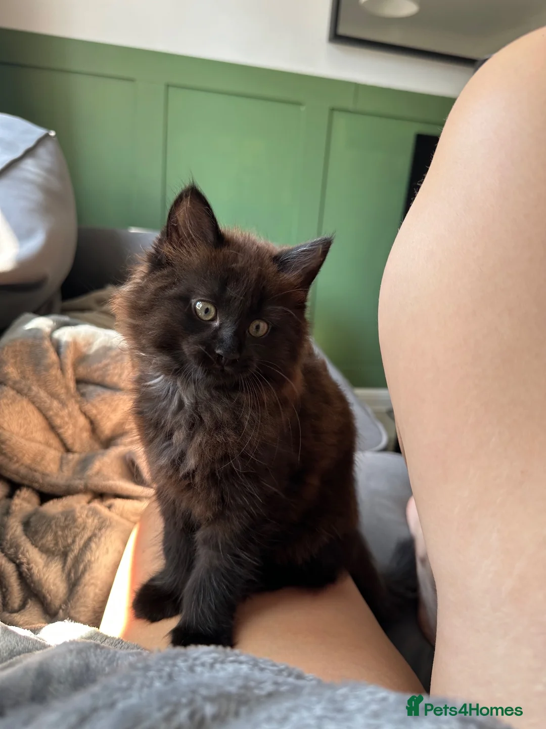 Mixed Breed cats for sale: 1/2 maincoon kittens  - Advert 1