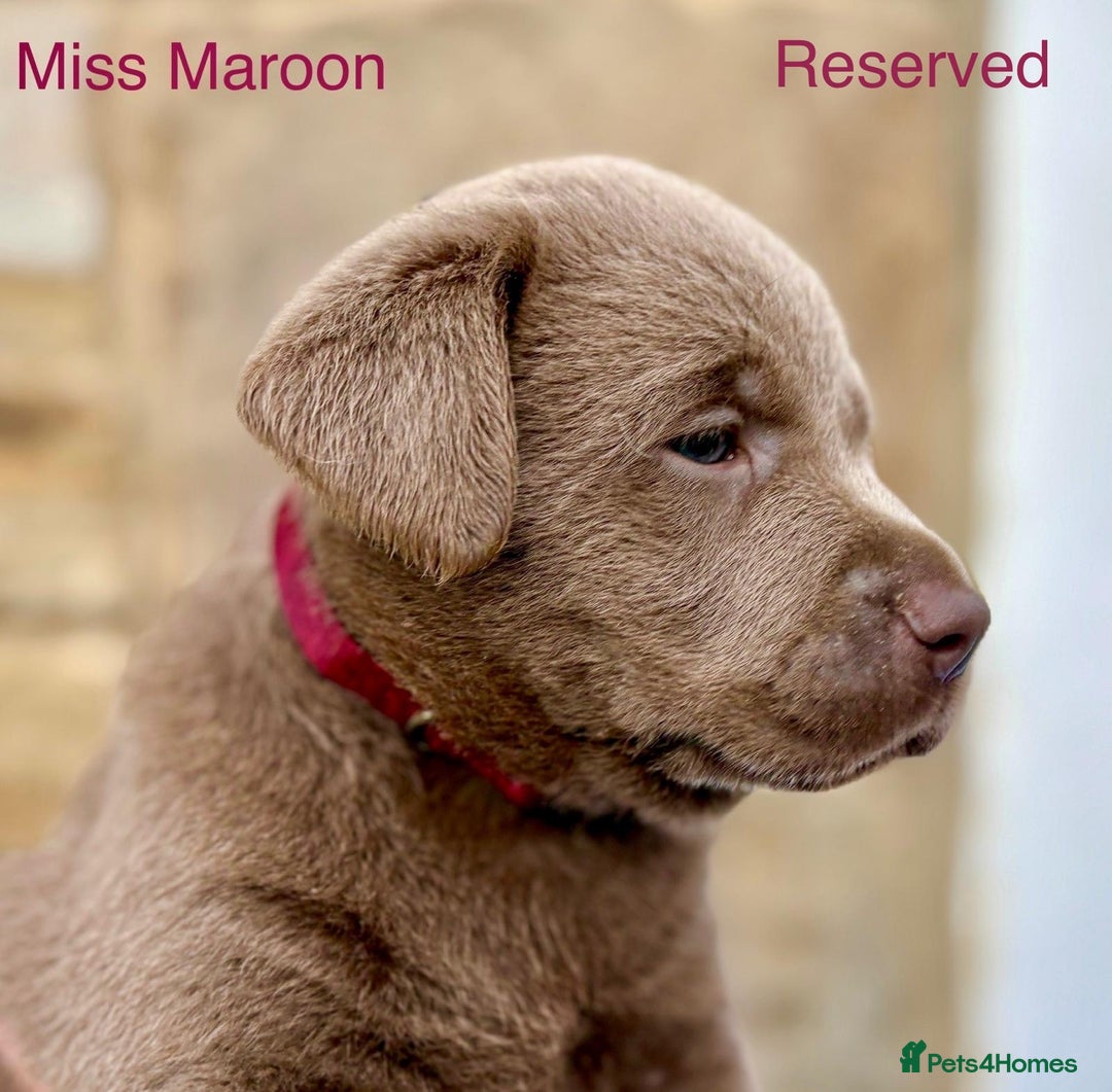 Labrador Retriever dogs for sale: 2 Males left - Ready to leave on the 15th August  in Wetherby - Image 15