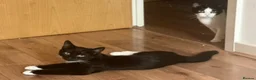 Mixed Breed cats for sale: British Short Hair X Tuxedo (DSH) - Advert 2