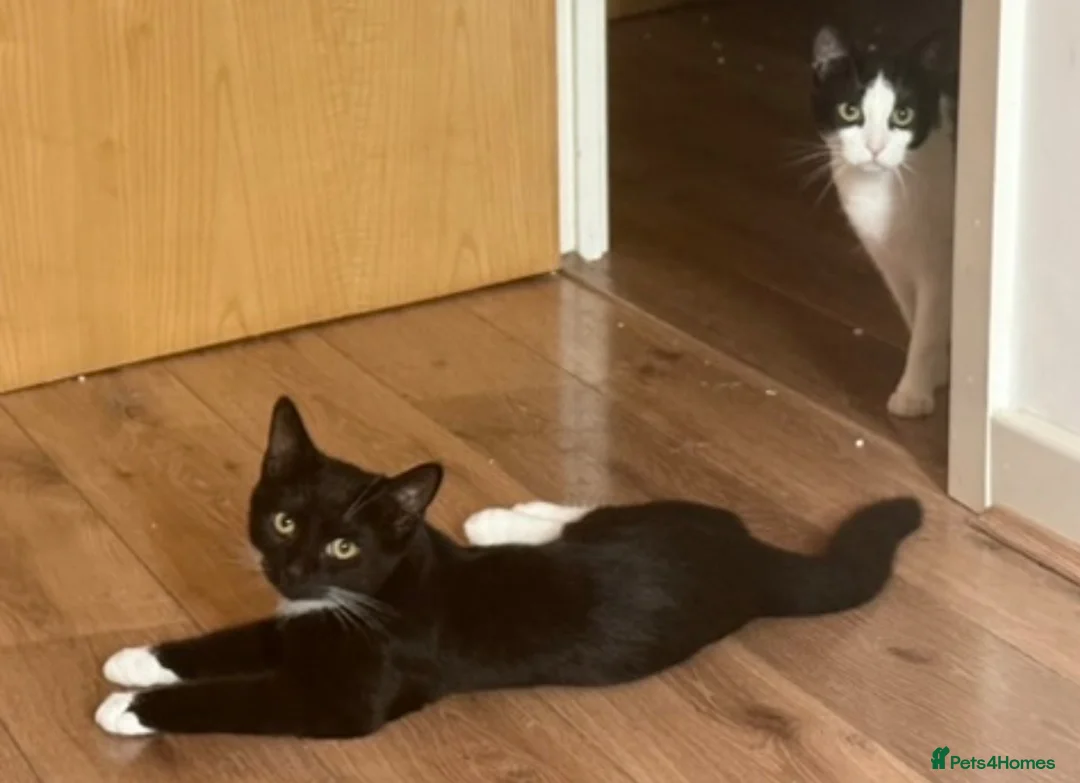 Mixed Breed cats for sale: British Short Hair X Tuxedo (DSH) - Advert 2