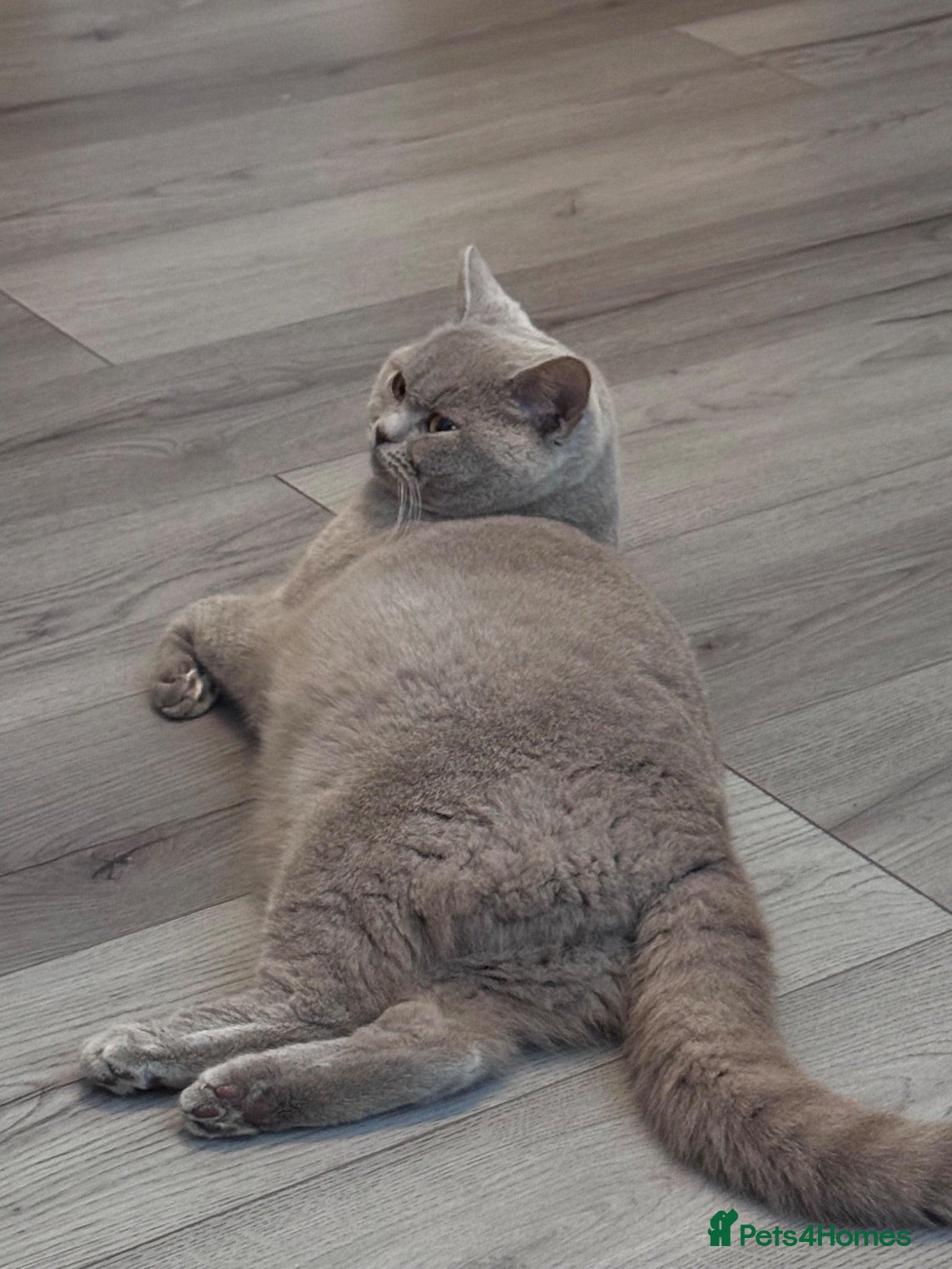 British Shorthair cats BSH X DSH Kittens available to reserve  - Advert 2