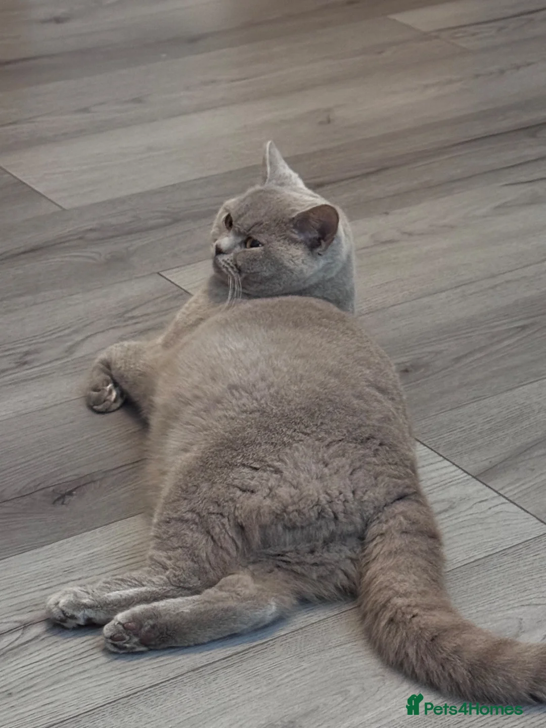 British Shorthair cats for sale: BSH X DSH Kittens available to reserve  in Cumnock - Advert 1