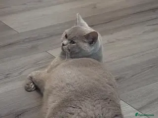 British Shorthair cats BSH X DSH Kittens available to reserve - Advert 1