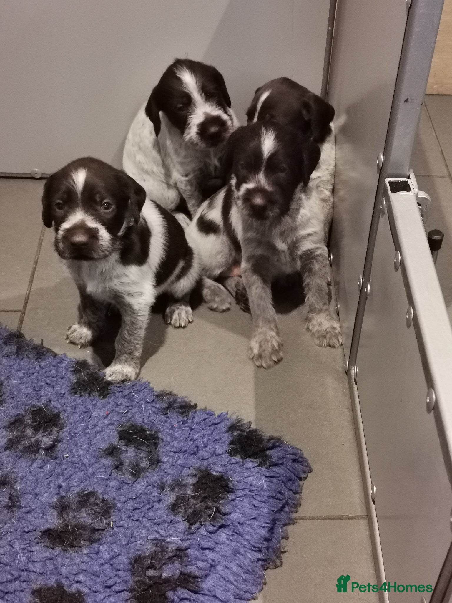 German Wirehaired Pointer dogs 5 x beautiful german wirehaired pointers  - Advert 7