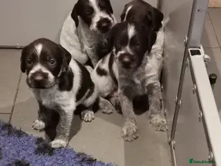 German Wirehaired Pointer dogs 5 x beautiful german wirehaired pointers - Advert 7