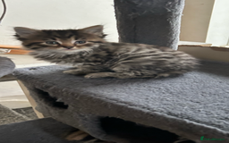 Ragdoll cats for sale: Beautiful ragdoll x British longhair kittens 🍫 - Image 2