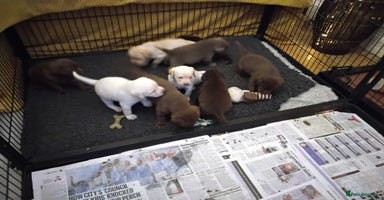 Labrador Retriever dogs - Advert 2