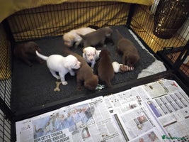 Labrador Retriever dogs - Advert 7