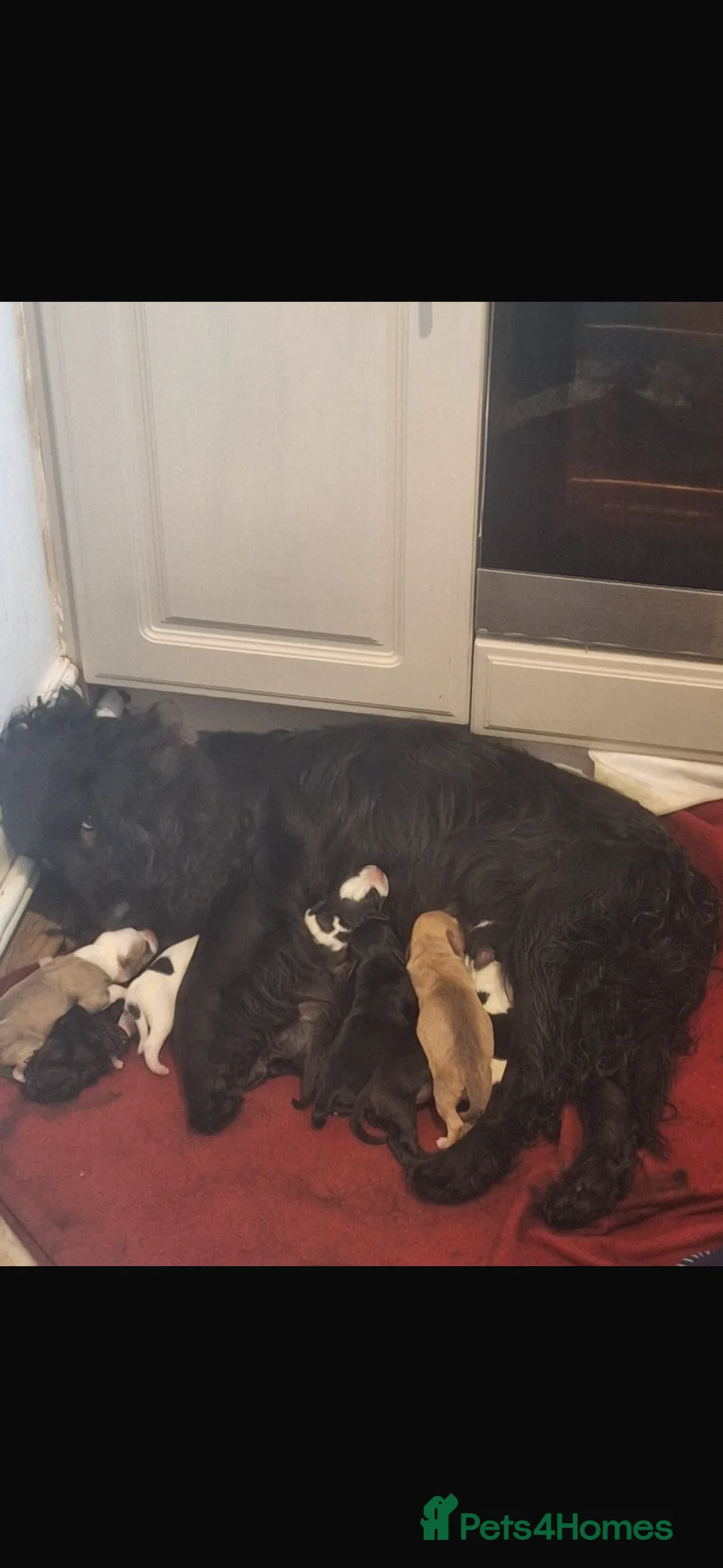Mixed Breed dogs for sale: Spaniel x staffy puppies  - Advert 11