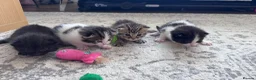Domestic Shorthair cats for sale: Stunning little tabby/white girl kitten. - Advert 7