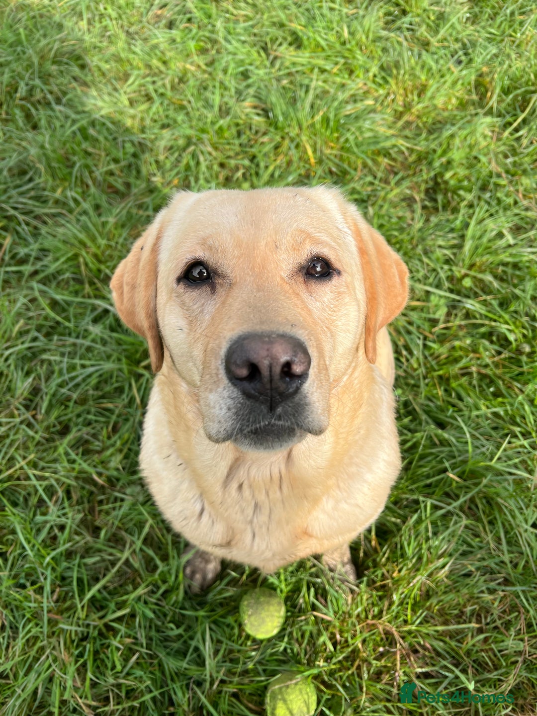 Labrador Retriever dogs for sale: ✨ Stunning chunky Labrador puppies ✨ - Image 19